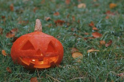 Ripe ginger pumpkin isolated on a burred unfocussed grass background. autumn concept with pumpkin. 