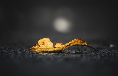 Close-up of dried autumn leaf on wood
