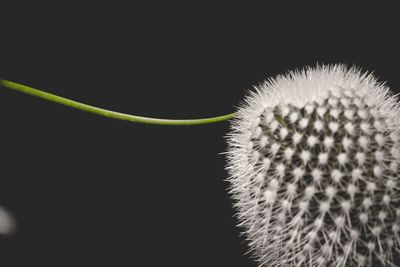 Close-up of succulent plant against black background