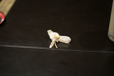 Close-up of white rose on table