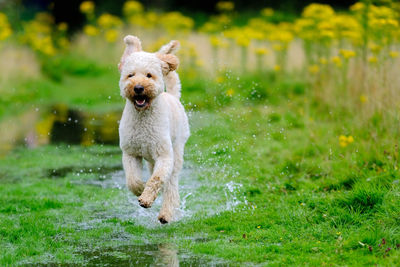 Dog standing on grassy field