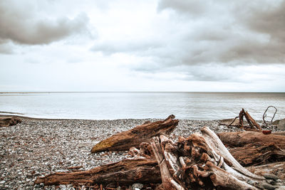 Driftwood on beach against sky