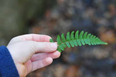 Close-up of hand holding leaf