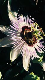 Close-up of bee on flower