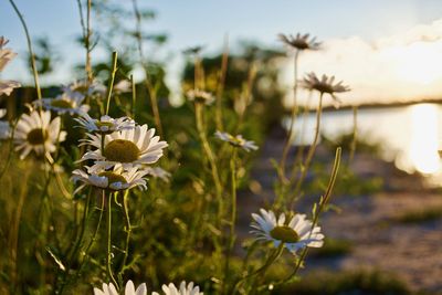 Close-up of chamomile plant