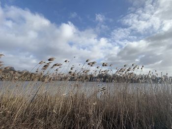 Plants growing on land against sky