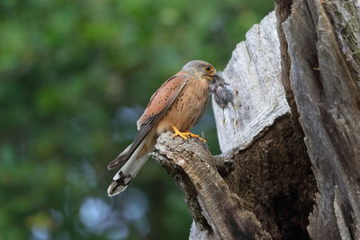 A male common kestrel with a kill