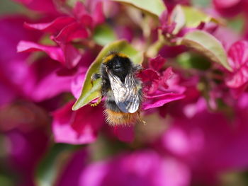 Close-up of bee on flower