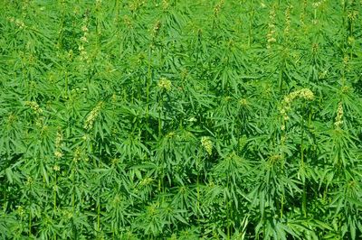 Sunlight falling on pine tree