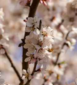 Low angle view of bee on cherry blossoms