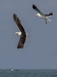 Seagulls flying over sea against clear sky