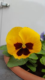 Close-up of yellow flower