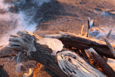 Close-up of wood on log in field