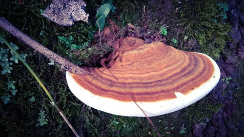 High angle view of mushrooms growing on tree trunk