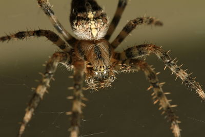 Close-up of spider on web