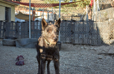 View of a dog looking away