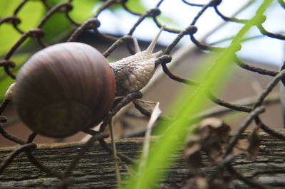 Close-up of snail on leaf