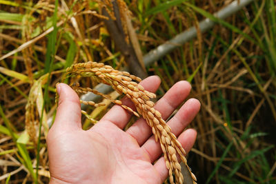 Close-up of hand holding corn