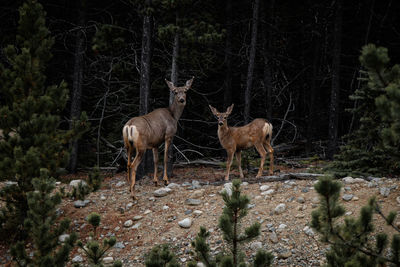 Deer standing in a forest