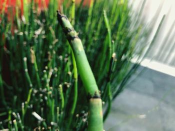 High angle view of bamboo plants