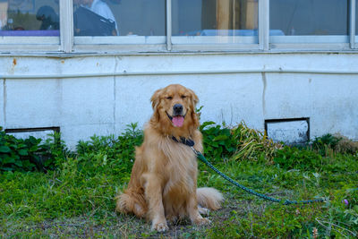 Portrait of dog sitting on field