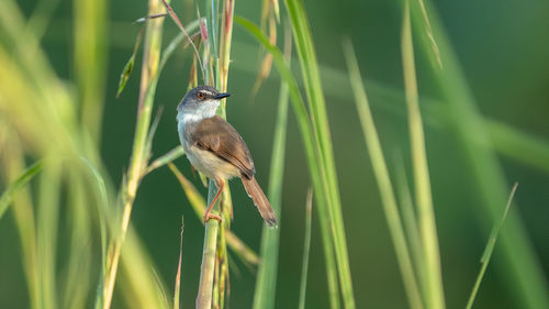 Close-up of bird perching on plant