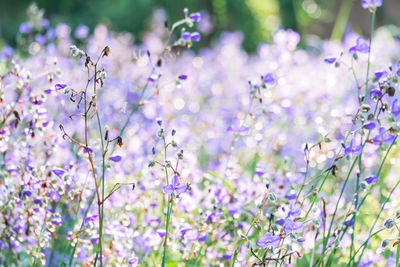 Close-up of purple flowering plants