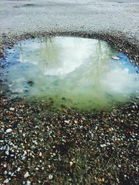 Reflection of trees in puddle