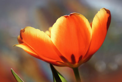 Close-up of orange tulip