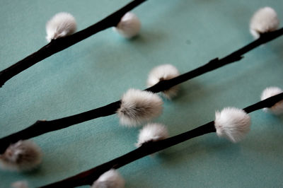High angle view of white flowering plant on table