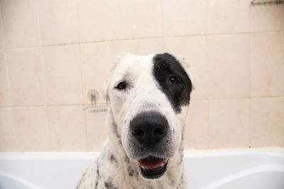 Portrait of dog in bathroom