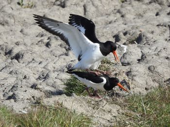 Close-up side view of birds