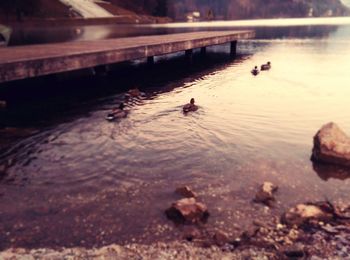 Swans swimming in lake