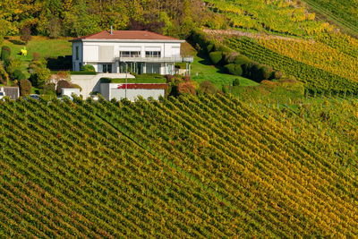 Scenic view of agricultural field