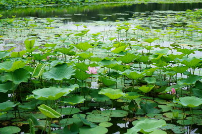 Water lily in lake