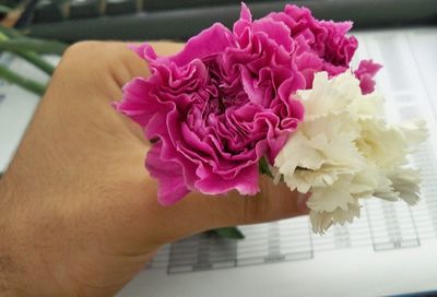 Close-up of pink flowers