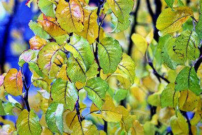 Close-up of leaves