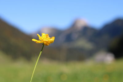 plant