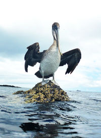 Bird perching on shore against sky