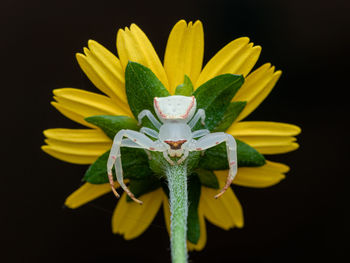 Close-up of yellow flower against black background