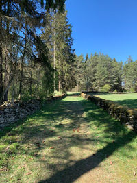Footpath amidst trees against sky