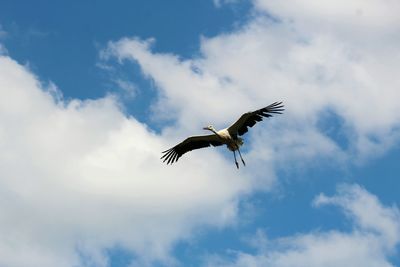 Low angle view of bird flying against sky