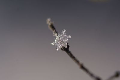 Low angle view of snowflake