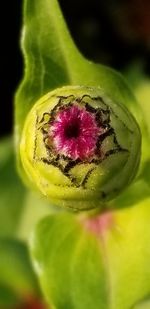 Close-up of fresh green fruit on plant