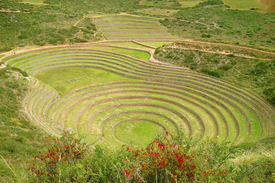 Historic agricultural terraces of moray with red cantuta flowers in foreground, peru