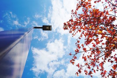 Low angle view of tree against sky