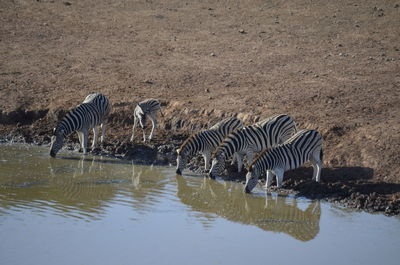 Zebras drinking water from lake at addo elephant national park