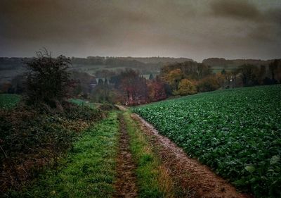Vineyard against sky during sunset