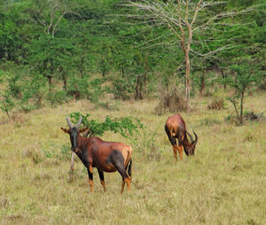 Horses standing in a field