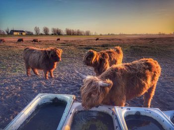 Longhorn cattle in the nature paddock